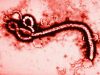 ebola-1